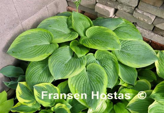 Hosta Spartan Glory